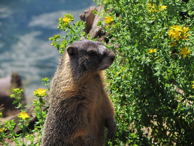 Fantastic marmots and where to find them, near downtown Spokane (44)