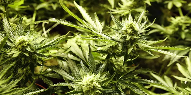 Feds acknowledge lack of authority in prosecuting Kettle Falls Five for medical marijuana grow