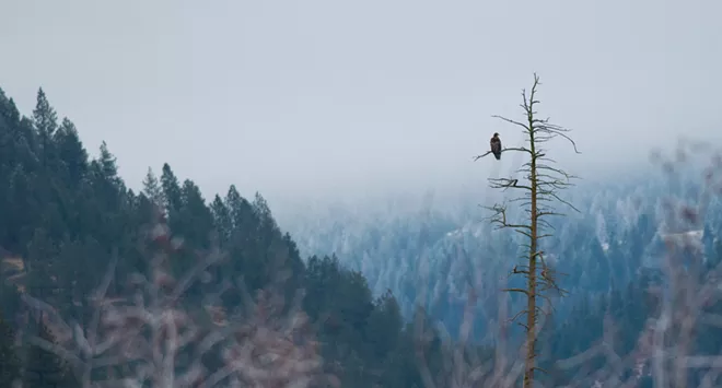 31 majestic eagles (and one bonus seagull!) from Saturday at Coeur d'Alene