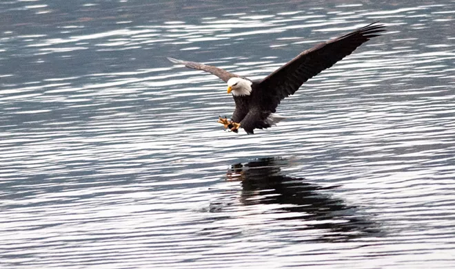 31 majestic eagles (and one bonus seagull!) from Saturday at Coeur d'Alene