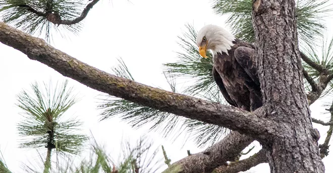 31 majestic eagles (and one bonus seagull!) from Saturday at Coeur d'Alene