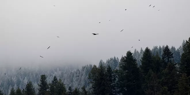 31 majestic eagles (and one bonus seagull!) from Saturday at Coeur d'Alene
