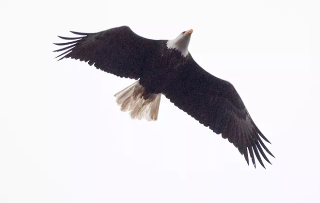 31 majestic eagles (and one bonus seagull!) from Saturday at Coeur d'Alene