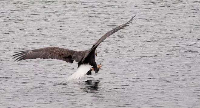 31 majestic eagles (and one bonus seagull!) from Saturday at Coeur d'Alene