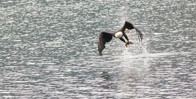 31 majestic eagles (and one bonus seagull!) from Saturday at Coeur d'Alene