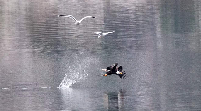 31 majestic eagles (and one bonus seagull!) from Saturday at Coeur d'Alene
