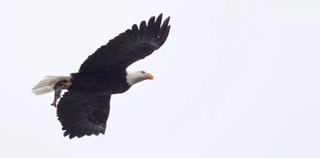 31 majestic eagles (and one bonus seagull!) from Saturday at Coeur d'Alene