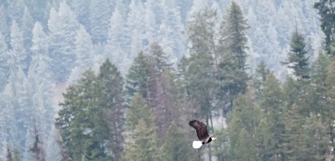 31 majestic eagles (and one bonus seagull!) from Saturday at Coeur d'Alene