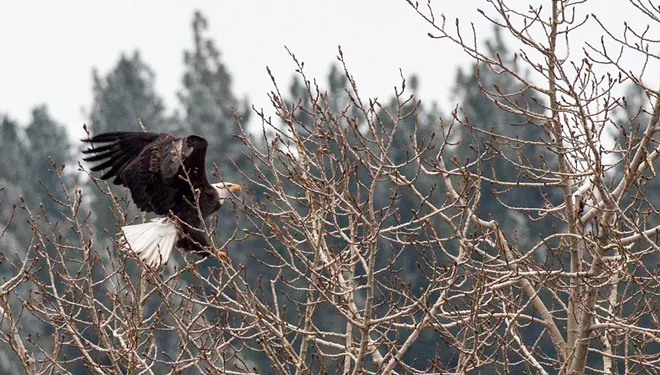 31 majestic eagles (and one bonus seagull!) from Saturday at Coeur d'Alene