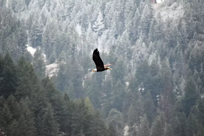 31 majestic eagles (and one bonus seagull!) from Saturday at Coeur d'Alene