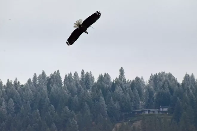 31 majestic eagles (and one bonus seagull!) from Saturday at Coeur d'Alene