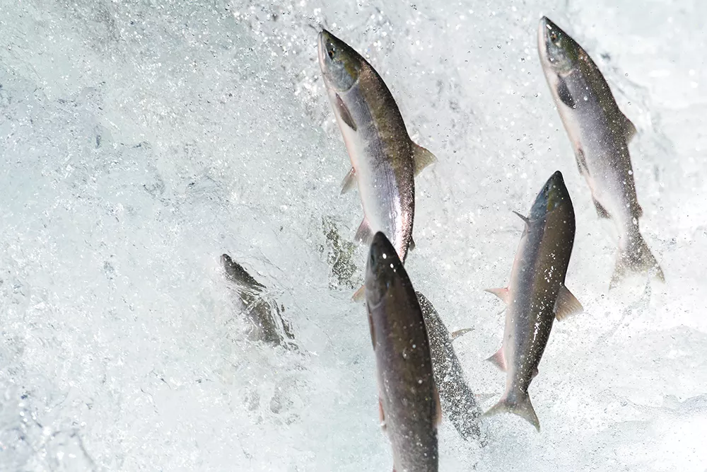 Saving salmon talk, Parade of Nations and more
