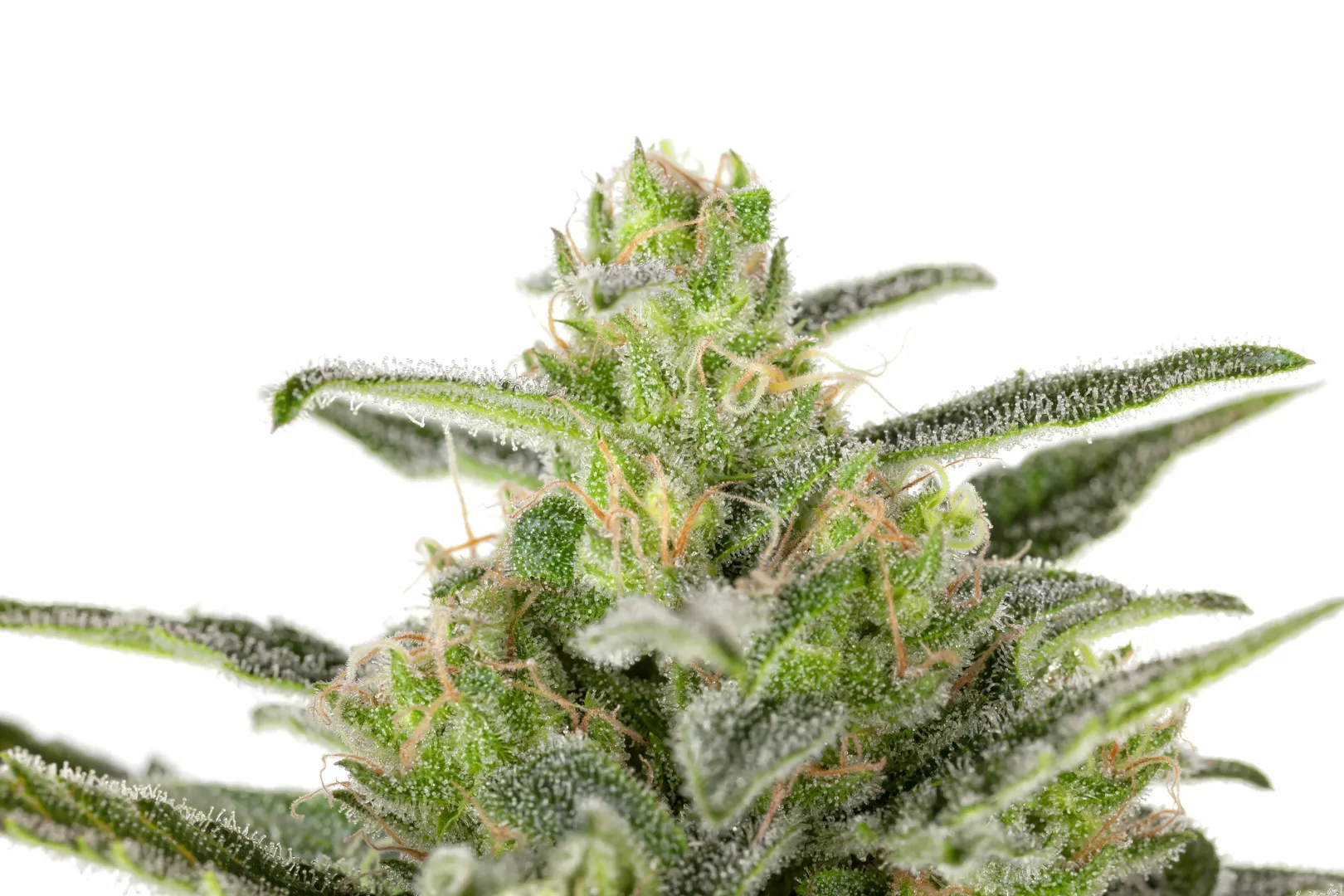 Looking Beyond Indica And Sativa To Define Cannabis Green Zone 
