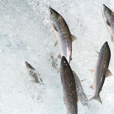 Nearly 30 years in, Save Our Wild Salmon continues its push to save Snake River fish