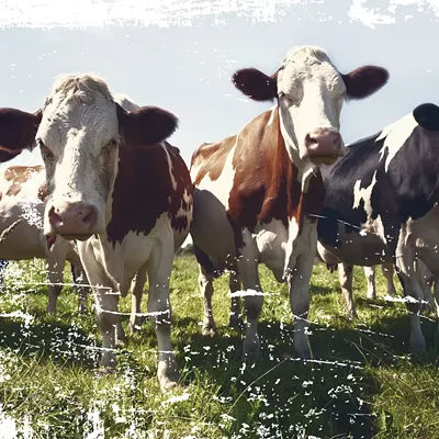Milking It: An original story of a frightening future