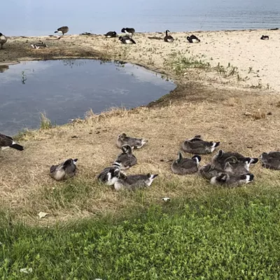 Sandpoint resorts to euthanizing park-dwelling geese after failing to get them to leave