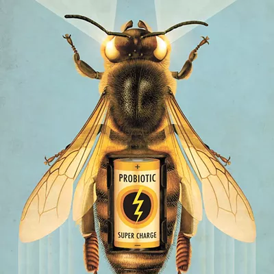 Can we harness the microbes in bee guts to create stronger bees?