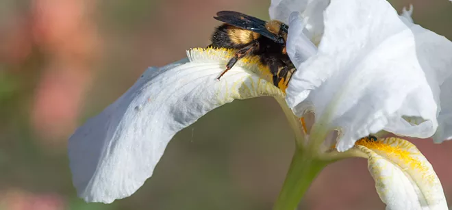 STOP STEREOTYPING: 30 local insects who never murdered anybody