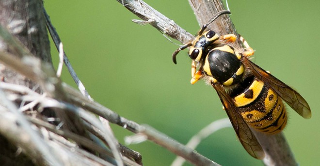 STOP STEREOTYPING: 30 local insects who never murdered anybody