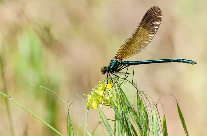 STOP STEREOTYPING: 30 local insects who never murdered anybody