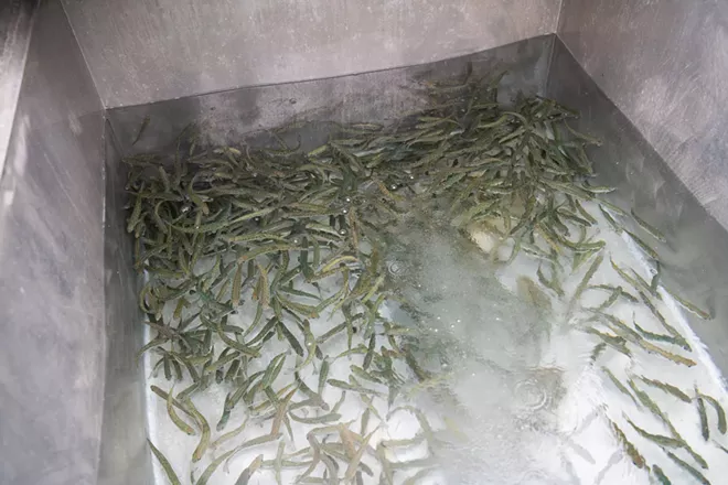 Photos from Inland Northwest tribes' salmon release at Chief Joseph Dam in Central Washington