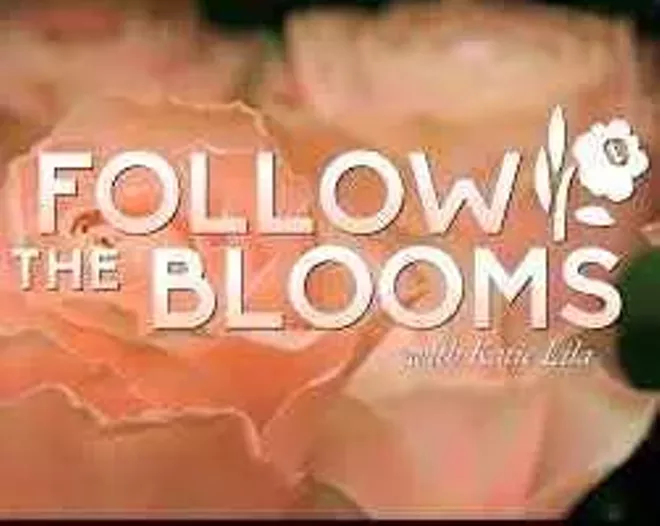 What Happens When You Follow the Blooms? - Vimarsana News