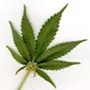 U.N. says Washington should not be allowed to smoke pot