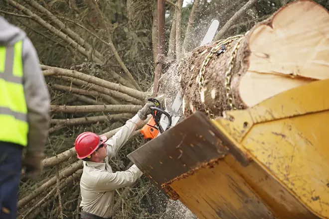 PHOTOS: U.S. Capitol Christmas Tree Cutting
