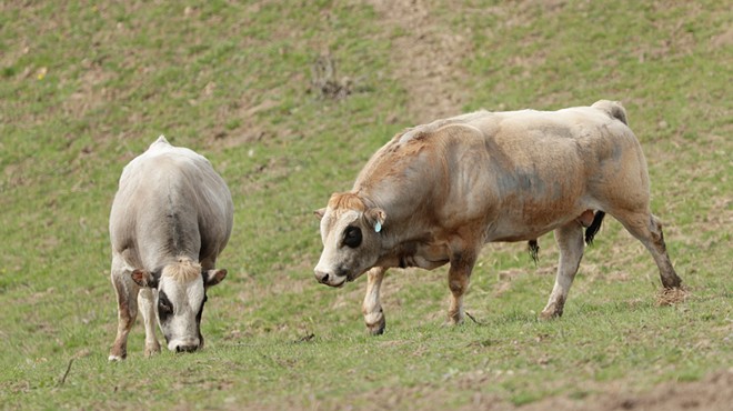 Image: Valleyford rancher Justin Owens seeks to reimagine ranching with his Piedmontese cattle