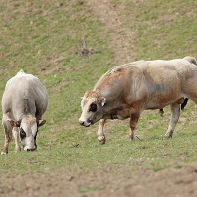 Valleyford rancher Justin Owens seeks to reimagine ranching with his Piedmontese cattle