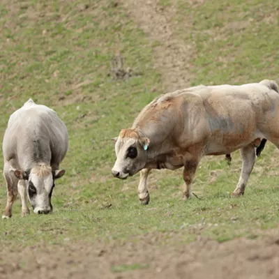 Image: Valleyford rancher Justin Owens seeks to reimagine ranching with his Piedmontese cattle