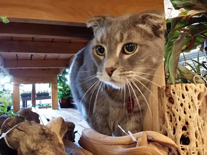 CAT FRIDAY: Vote for best local cat in our 22nd 'Best Of' Poll