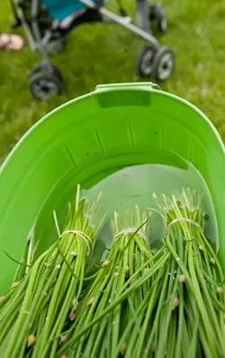 WANDERLUST: Fresh from the farm at the Spokane Farmers Market