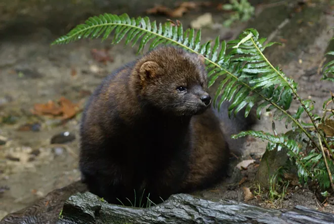 WEED WEDNESDAY: Pullman's new store and a cute animal threatened by pot farming