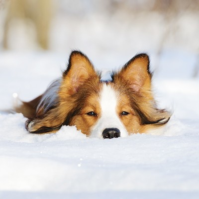 When is the cold too cold for your pet?