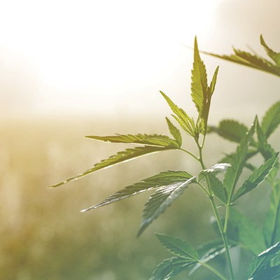 Whether you call it pot, weed or grass, cannabis is cannabis &mdash; but what is hemp?