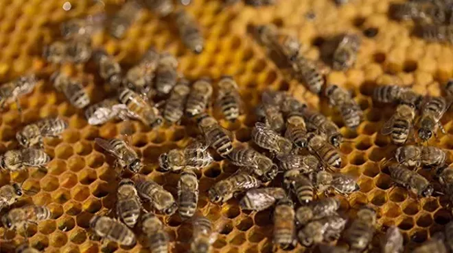 Why the city council may ban a group of pesticides on city land