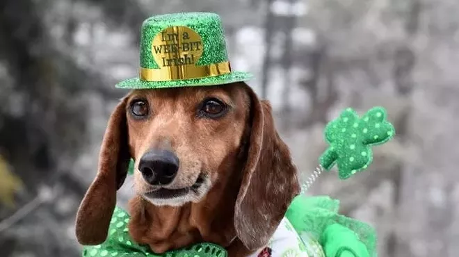 Image: Wiener Dogs on Parade