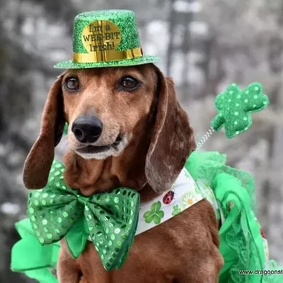 Image: Radley, mascot at the dog rescue