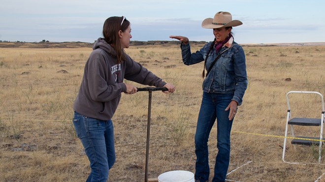 Image: With proper management techniques, cattle herds can help increase plant biodiversity and soil health