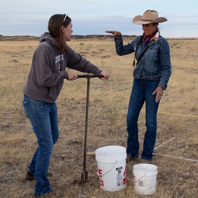 Image: With proper management techniques, cattle herds can help increase plant biodiversity and soil health